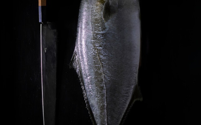 Dutch Yellowtail fish