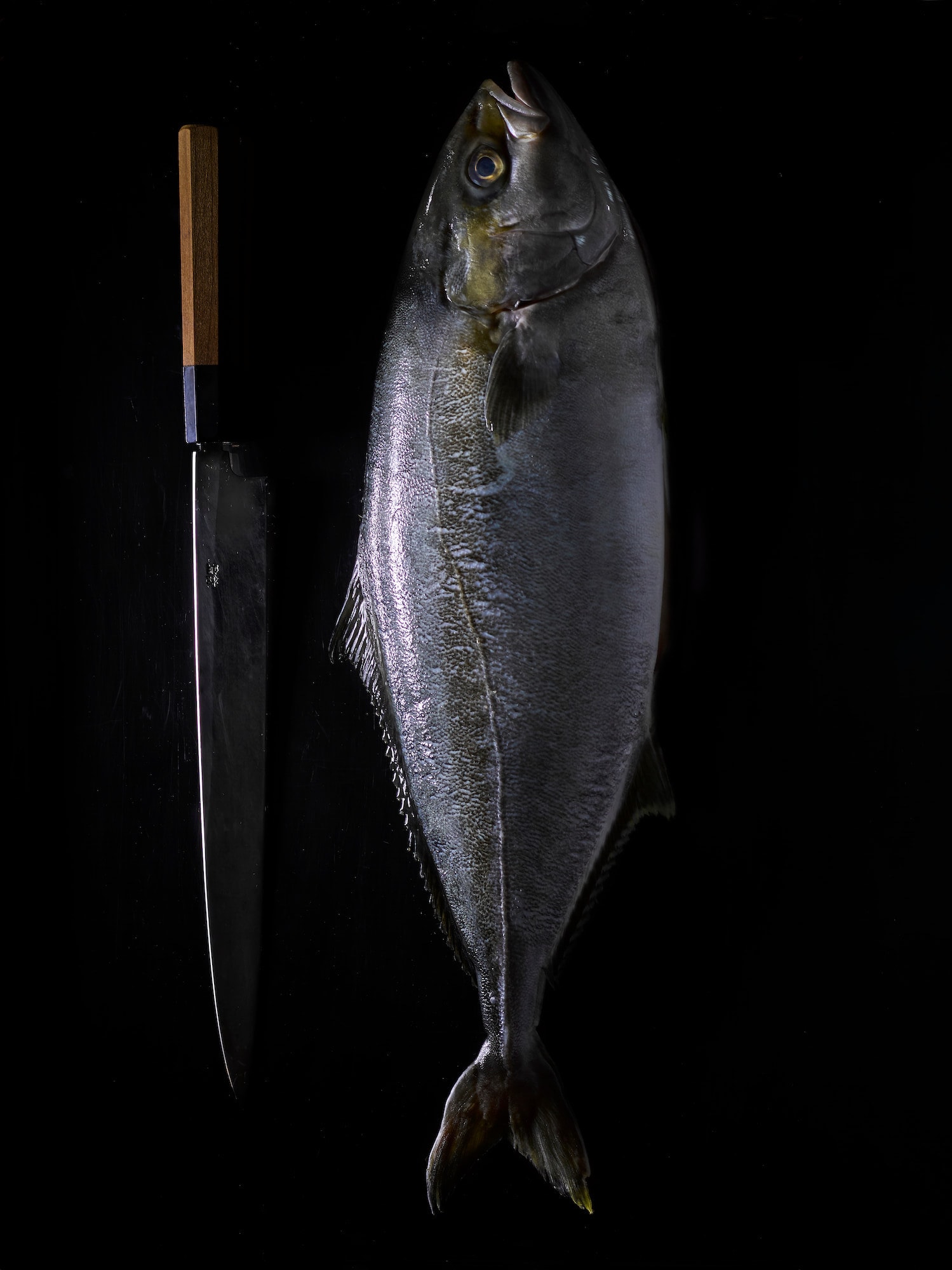 Dutch Yellowtail Wheeler Seafood