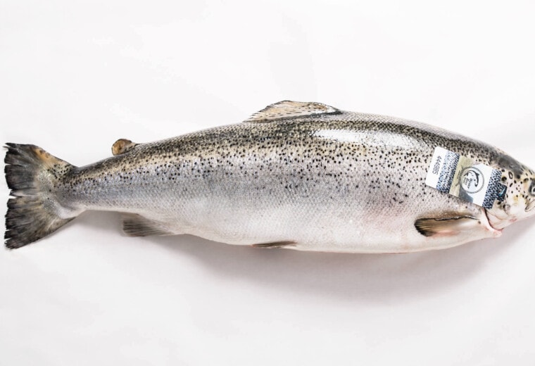 Connemara Irish Organic Salmon sold
