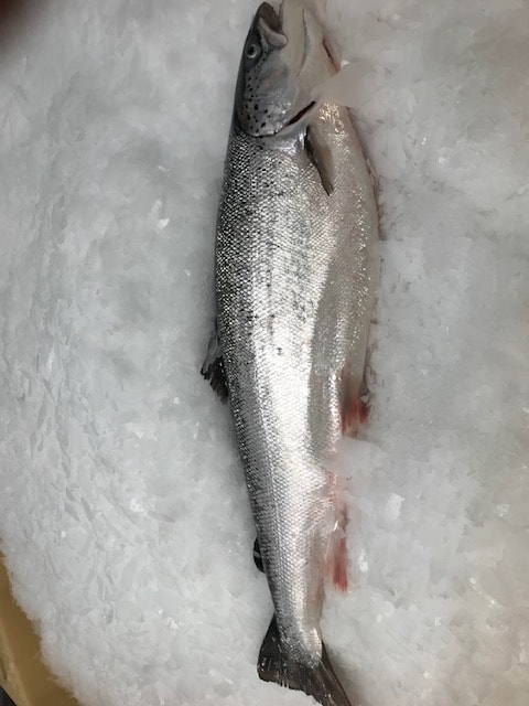 Connemara Irish Organic Salmon frozen