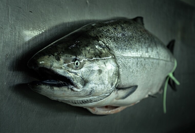 wild patagonia whole fish horizontal