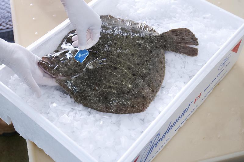 King Sole and King Turbot frozen