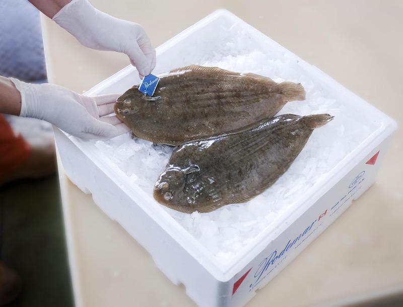 King Sole and King Turbot sold