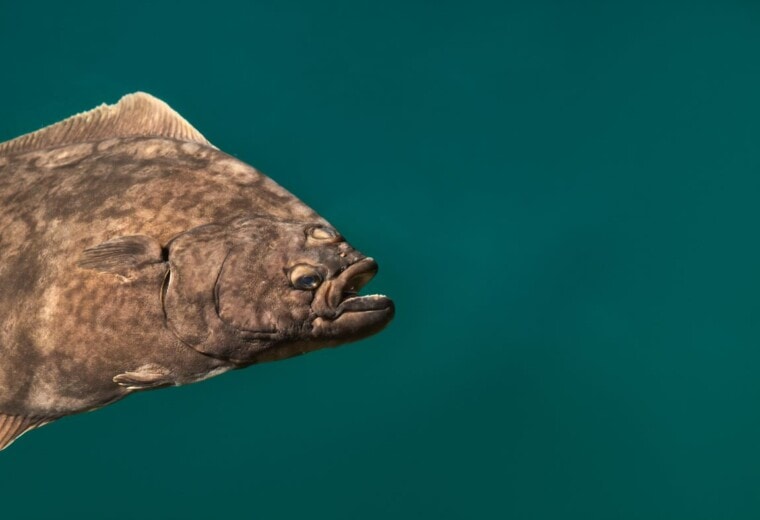 Nordic Halibut fish