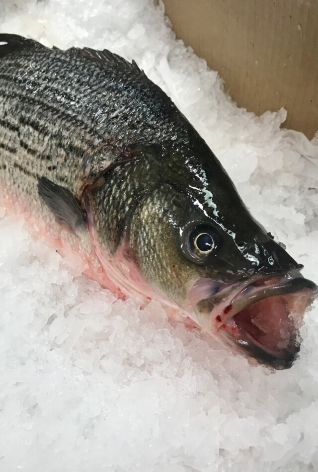 Colorado Catch Hybrid Bass frozen