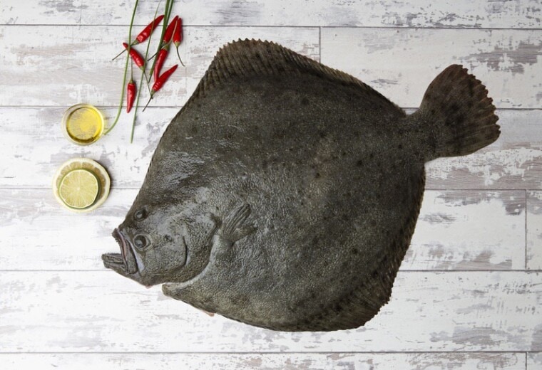 Turbot: A Comprehensive Guide to this Delicious Flatfish